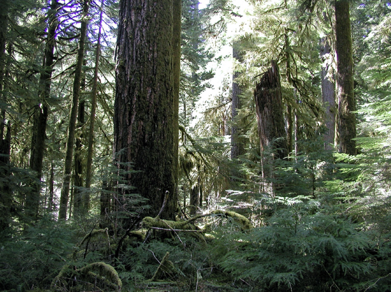 Old-growth forest 